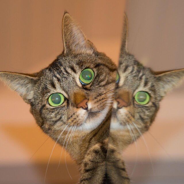Purr bokuhakiminoneko