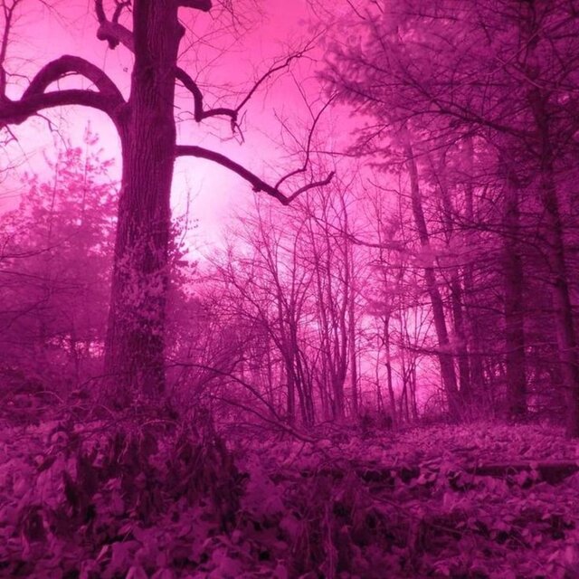 glowing pink forest