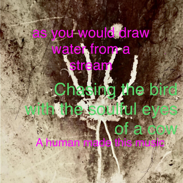 Chasing the bird with the soulful eyes of a cow