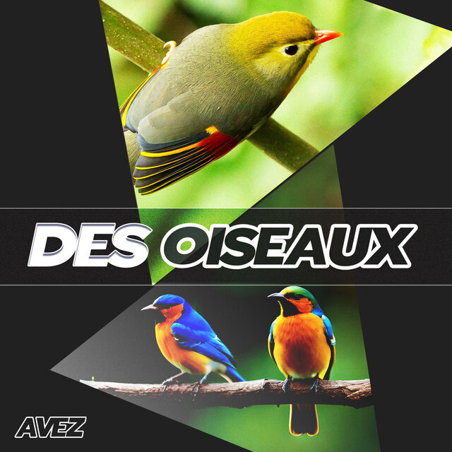 Des Oiseaux