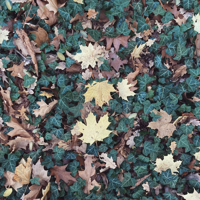 Herber Herbst