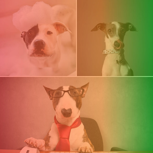 Music for Playful Dogs - Smooth Trumpet Jazz