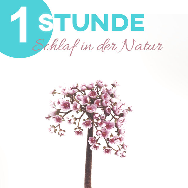 1 Stunde Schlaf in der Natur - Schöne Natur Klingt für eine Bessere Schlafqualität