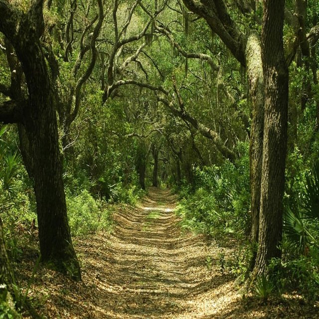 Sonidos del Bosque para Relajar