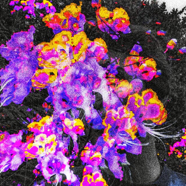 Bloom