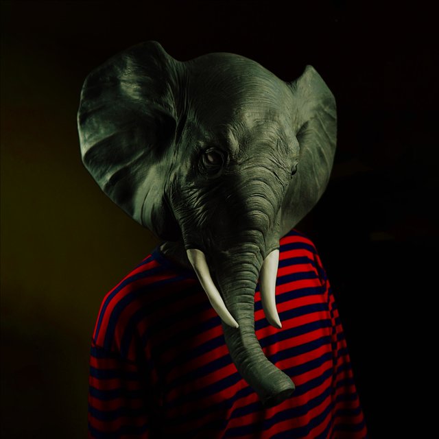 First Elephant