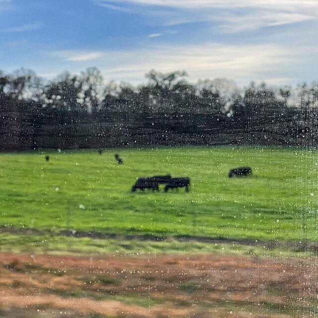 Cows Come Home