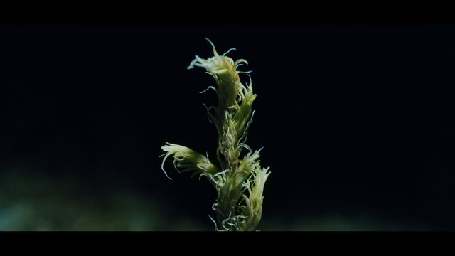 New Grass