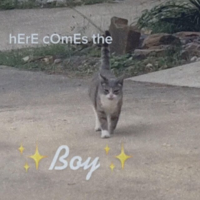 Here Comes The Boy Hello Boy (Remastered)