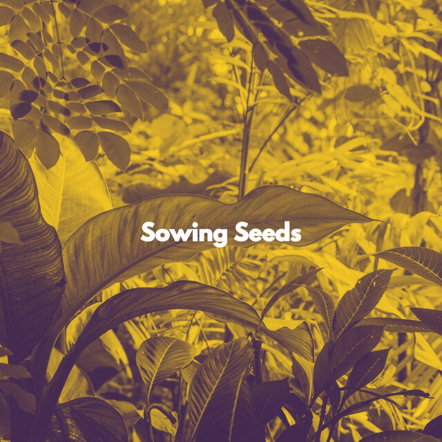 Sowing Seeds