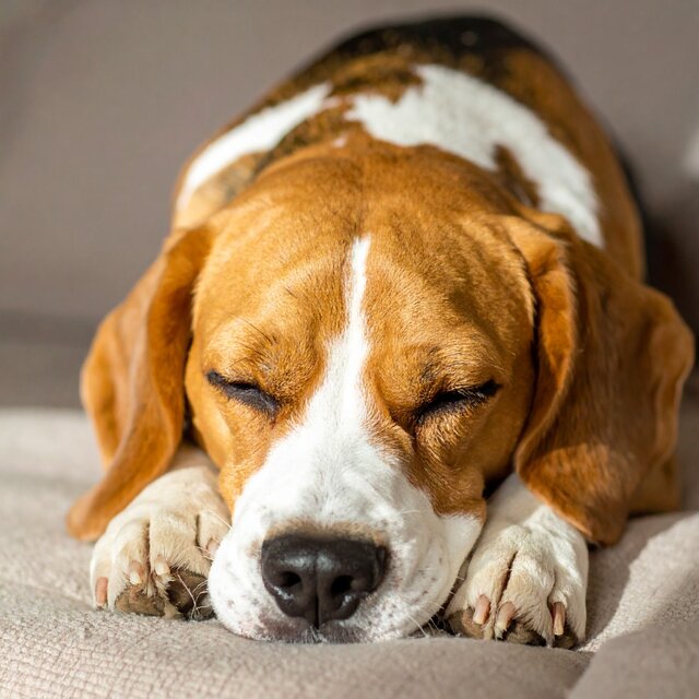 Vibraciones Relajantes Para El Confort De Mascotas