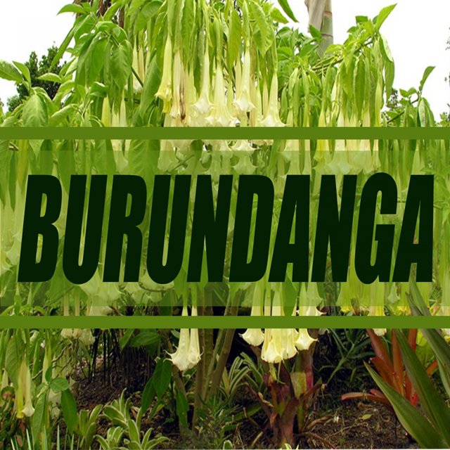 Burundanga