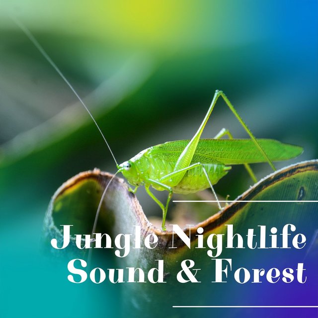 Jungle Nightlife Sound & Forest