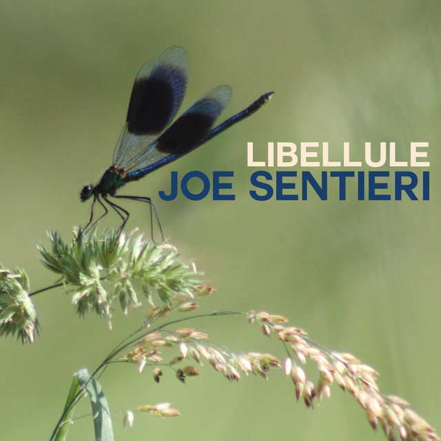 Libellule