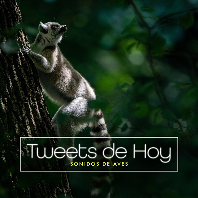 Tweets de Hoy