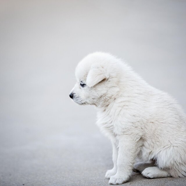 One’s beloved dog