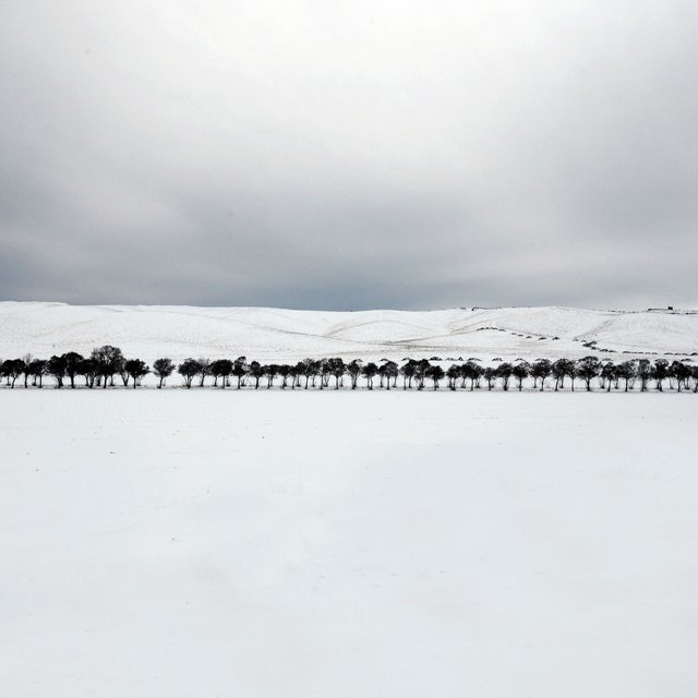White Forest