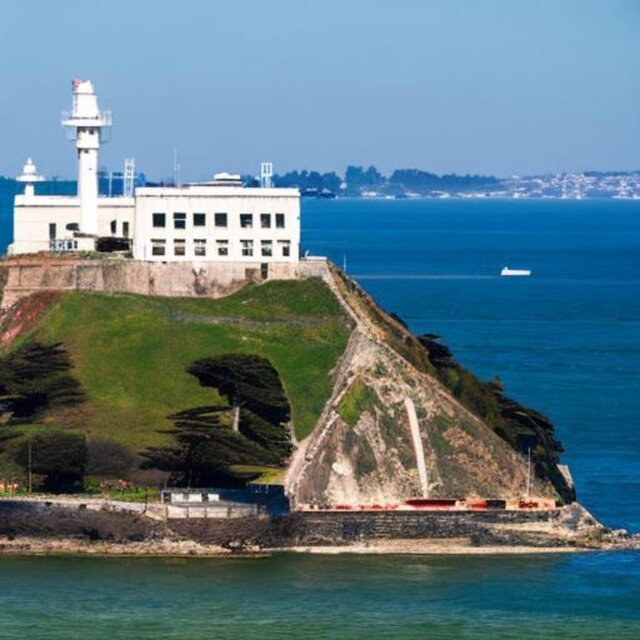 Alcatras