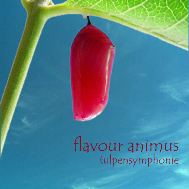 Tulpensymphonie