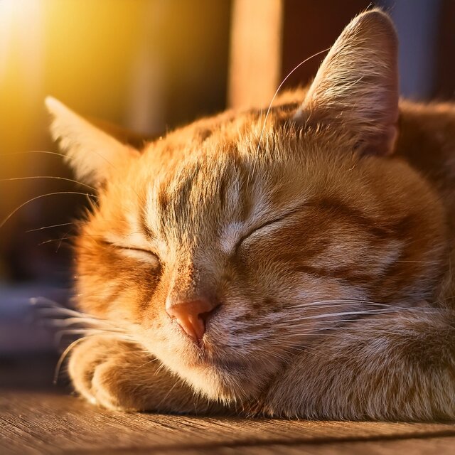 Suave Noche: Sonidos Hip Hop Para Gatos