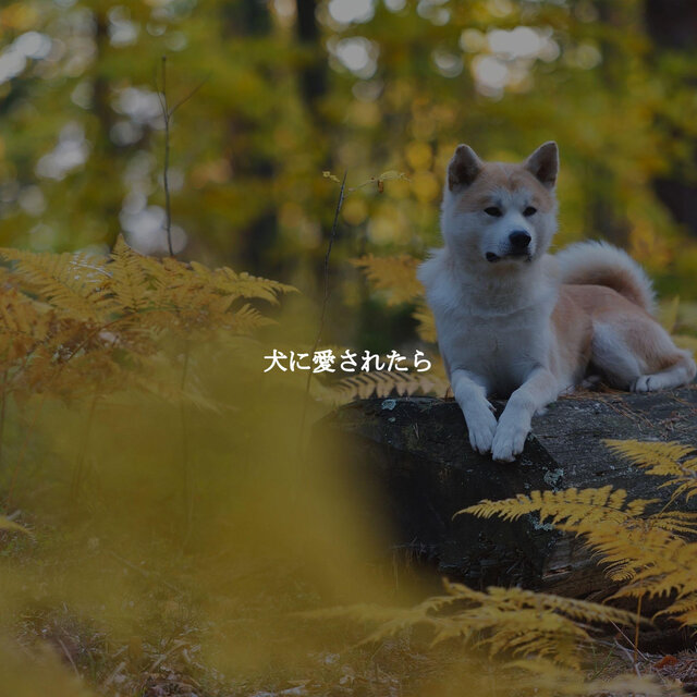 犬に愛されたら