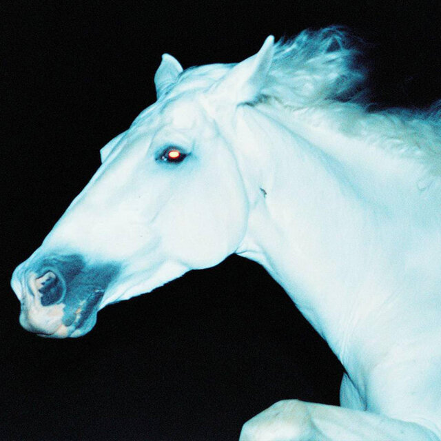 white horse