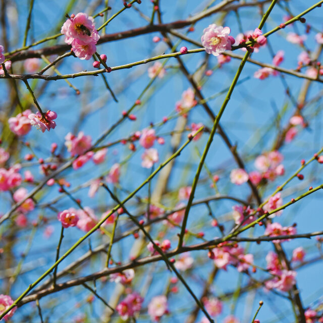 春日养肝 (安定抗焦虑|舒肝润肺)