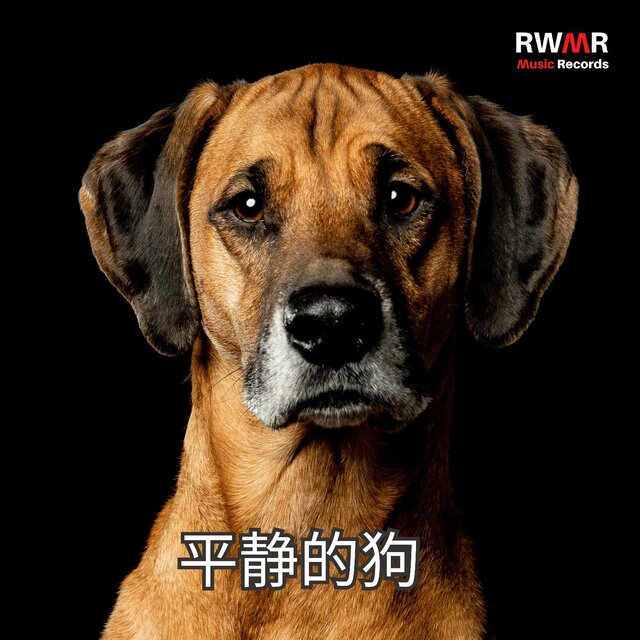 平静的狗 – 舒缓的大自然之声、令人放松的海浪、歌唱的鸟儿、在森林中散步、快乐的小狗