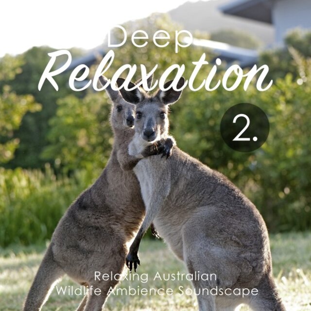 Deep Relaxation: Relaxing Australian Wildlife Ambience Soundscape 2