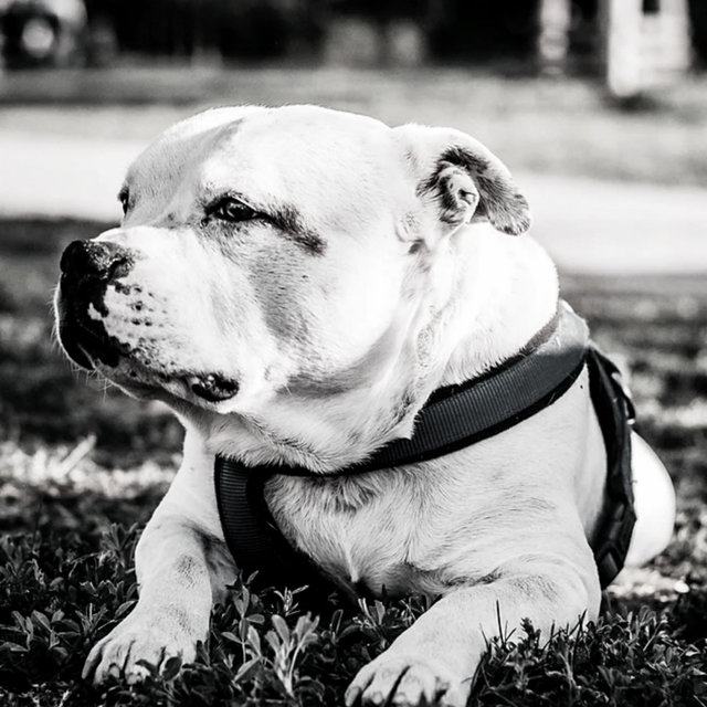 Background Music (Dog Anxiety)