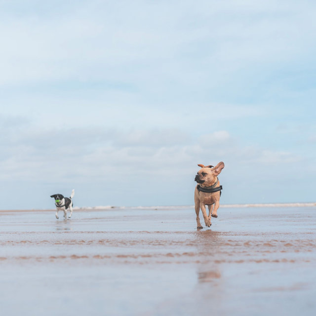 Background Music for Cute Dogs