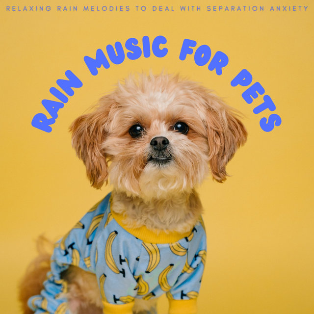 Rain Music For Pets: Relaxing Rain Melodies To Deal With Separation Anxiety