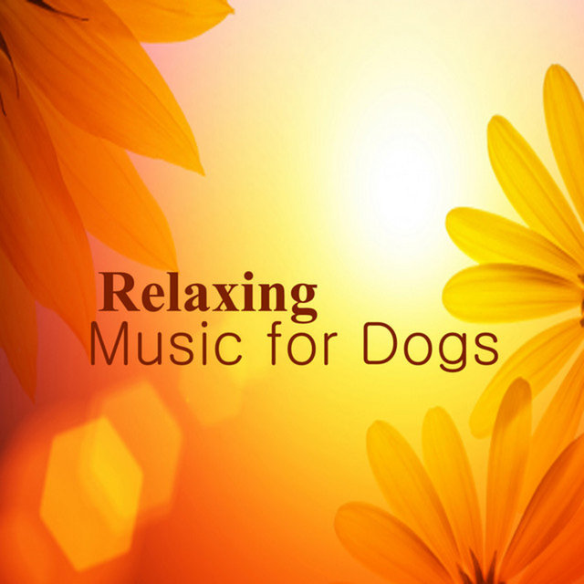 Relaxing Piano Music for Dogs: Smile