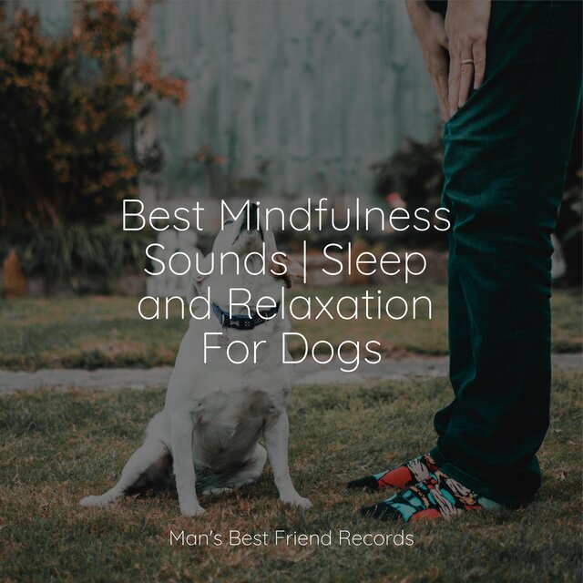Best Mindfulness Sounds Sleep and Relaxation For Dogs by Music for