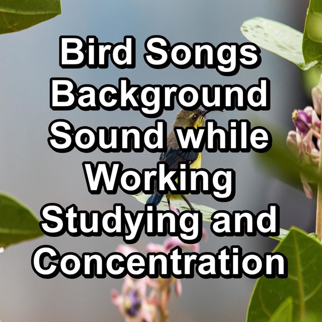 Bird Songs Background Sound while Working Studying and Concentration