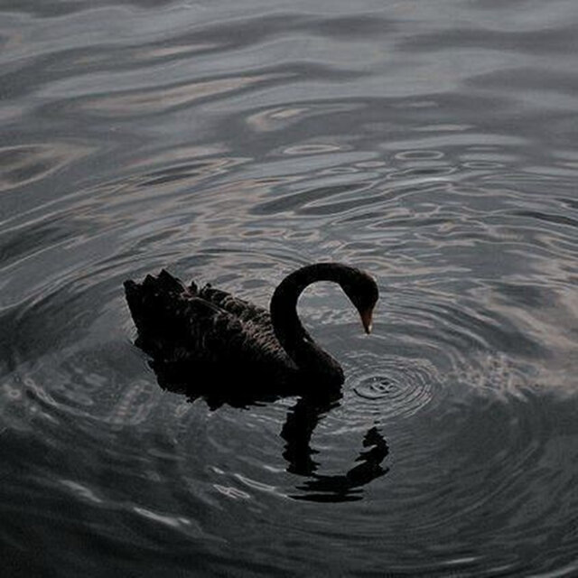 Black Swans