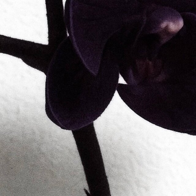 black orchids