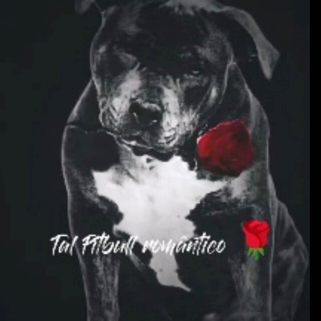 Tal Pitbull romântico ep