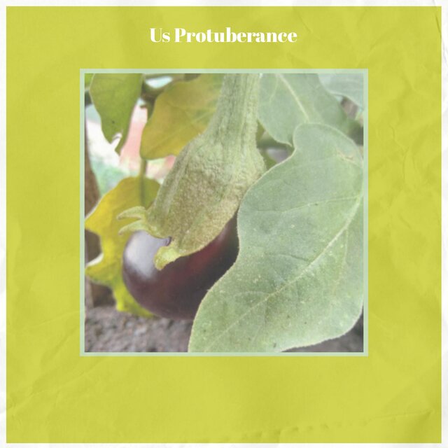 Us Protuberance