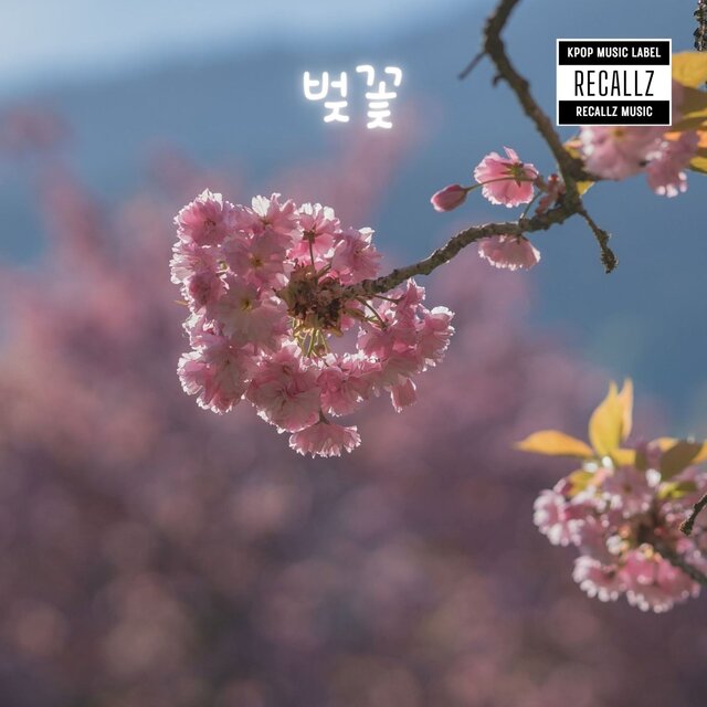 벚꽃