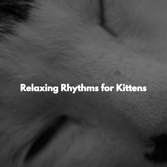 Relaxing Rhythms for Kittens