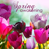 In the Garden (Musique Zen)