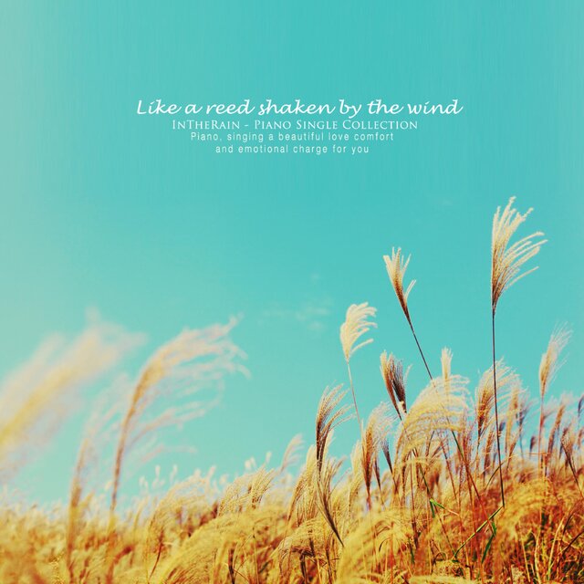 Like a reed shaking in the wind