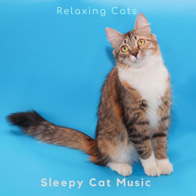 Relaxing Cats