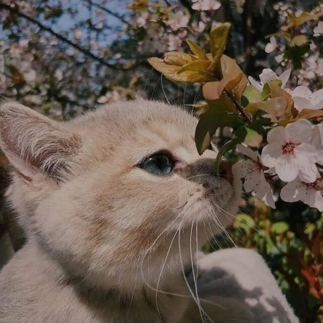 Sofia (Lofi)