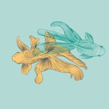Goodbye Goldfish