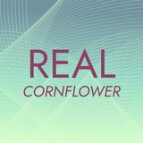 Real Cornflower