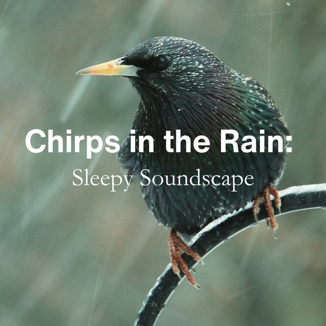 Chirps in the Rain: Sleepy Soundscape
