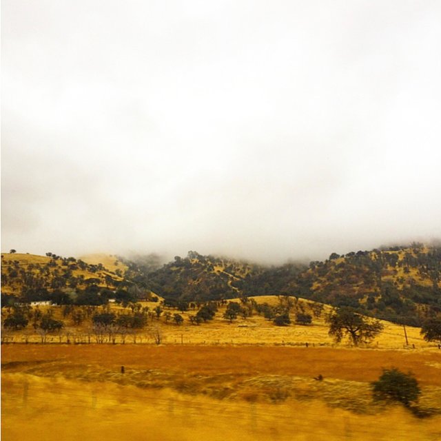 Yellow Fields