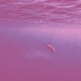where is my mind (slowed + reverb) (piano version)